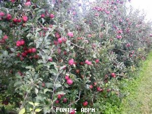 MAÇÃ/CEPEA: Frutas de caroço limitam valorização da maçã