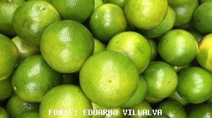 CITROS/CEPEA: Frutas verdes limitam preços da laranja em SP