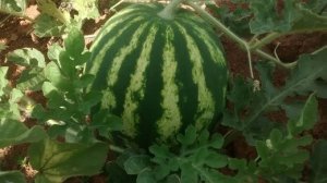 WATERMELON/CEPEA: Prices had little variation, but sales are calm