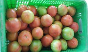 Calor eleva oferta de tomate em Araguari (MG)