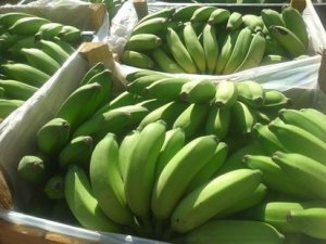 Exportações de banana em alta