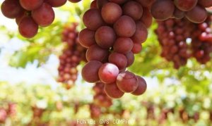 GRAPE/CEPEA: Prices can be better in São Francisco Valley