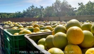 CITRUS/CEPEA: The amount of mid-season fruits should pick up in July