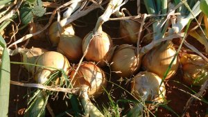Cerrado finishes onion season with good results