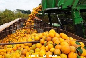 CITROS/CEPEA: Demanda industrial pode favorecer preços da laranja