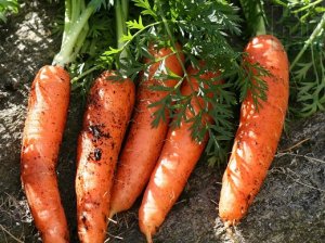 CARROT/CEPEA: Summer season 2017/18 starts with good results