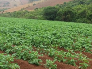 BATATA/CEPEA: Chuva preocupa bataticultores de Guarapuava (PR)