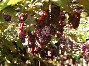 Tempo chuvoso não ameaça viticultura de Jales