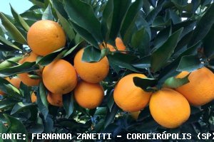 CITROS/CEPEA: Baixa qualidade impacta cotações de laranja