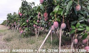 MANGA/CEPEA: Com baixa oferta, preços retraídos surpreendem mangicultores