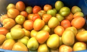 ESPECIAL HORTALIÇAS: Custo de produção de tomate em Caçador (SC)