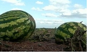 Uruana finaliza a colheita de melancia com resultados positivos