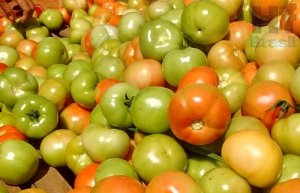 TOMATE/CEPEA: Preços seguem baixos com excesso de tomates médios