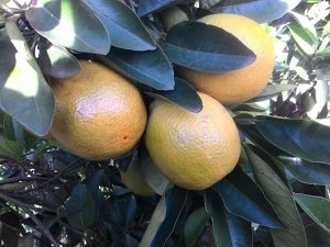 Demand for citrus fruits may weaken in December