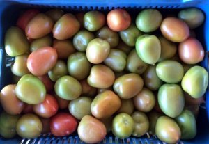 ESPECIAL HORTALIÇAS: Custo de produção de tomate em Caçador - grande escala