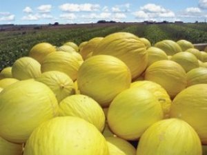 Baixa oferta de melões pode impulsionar preços