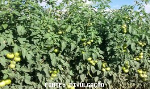 TOMATE/CEPEA: Mercado retraído e aumento de oferta desvalorizam tomate