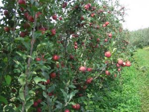 Clima pode favorecer desenvolvimento da maçã