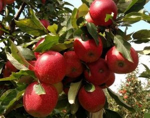 Chuva é bem-vinda para o desenvolvimento da maçã
