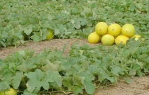 MELÃO/CEPEA: O quilo do melão amarelo valoriza 38% no Vale