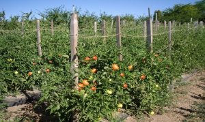 TOMATE/CEPEA: Com leve queda na oferta, tomate se valoriza no atacado