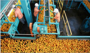 Indústrias de suco de laranja devem pagar R$ 301 milhões por formação de cartel