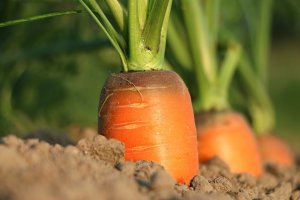 HORTIFRUTI/CEPEA: Quanto custa produzir cenoura?