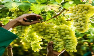 Chuvas ameaçam qualidade e rentabilidade dos viticultores