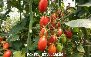 TOMATE/CEPEA: Oferta de tomate é elevada em todo o País