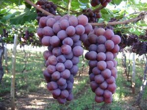 UVA/CEPEA: Clima não interfere na qualidade da uva paulista