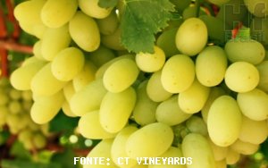 UVA/CEPEA: Menor oferta de uva branca sem semente impulsiona preços no Vale