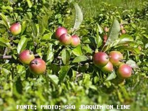 APPLE/CEPEA: Harvest of fuji variety is intensified in April