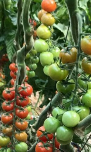 TOMATE/CEPEA: Após valorização do tomate, preços ficam estáveis