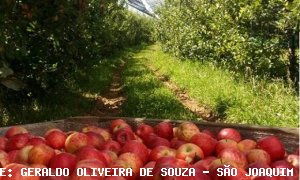 MAÇÃ/CEPEA: Colheita se intensifica em São Joaquim