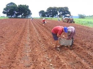 BATATA/CEPEA: Plantio das secas segue para o final