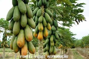 MAMÃO/CEPEA: Além da greve, frutas graúdas afetam mercado de formosa