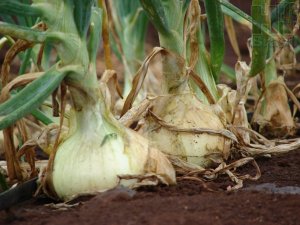ONION/CEPEA: Low supply leads to high prices