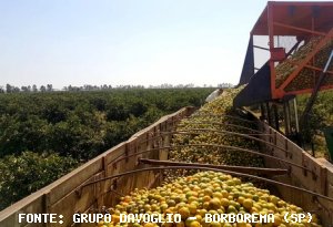 CITROS/CEPEA: Calor impulsiona mercado de frutas cítricas