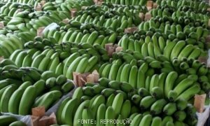 BANANA/CEPEA: Exports to Mercosur recover