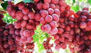 GRAPE/CEPEA: Supply of red globe variety reduces in October