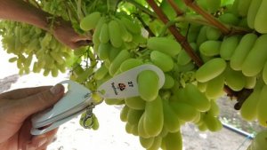 UVA/CEPEA: Uvas peruanas são vendidas a preços mais baixos do que as nacionais