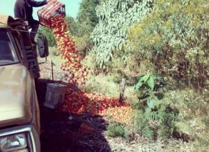 TOMATE/CEPEA: Com baixa demanda e elevada oferta, tomates são descartados em Itapeva (SP)