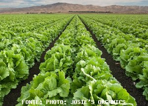 LETTUCE/CEPEA: Green-leaf and iceberg varieties reach the smallest prices of 2017