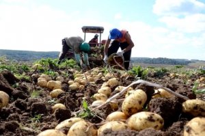 BATATA/CEPEA: Sudoeste Paulista intensifica colheita da safra das secas