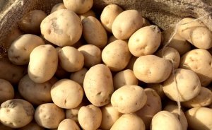 HORTIFRUTI/CEPEA: Custo de produção de batata no Sul de MG