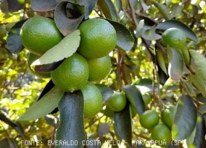 CITRUS/CEPEA: Lower supply should underpin tahiti lime quotes in October