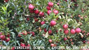 APPLE/CEPEA: HARVEST ENDS IN MAY