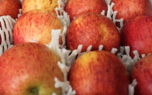 MAÇÃ/CEPEA: Índia abre portas para maçãs brasileiras