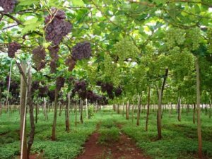 UVA/CEPEA: Marialva intensifica colheita