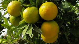 CITROS/CEPEA: Cotações da laranja ultrapassam R$ 45/cx